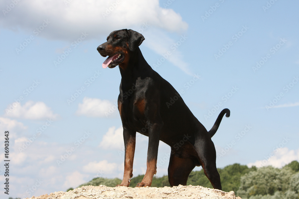 dobermann adulte noir et feu en surplomb montant la garde Stock Photo Adobe Stock