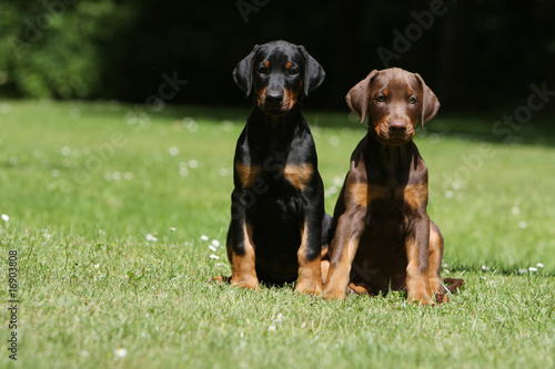 deux adorables petits dobermann assis côte à côte