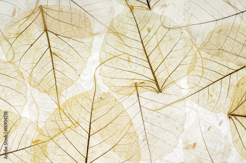 le foglie trasparenti photo