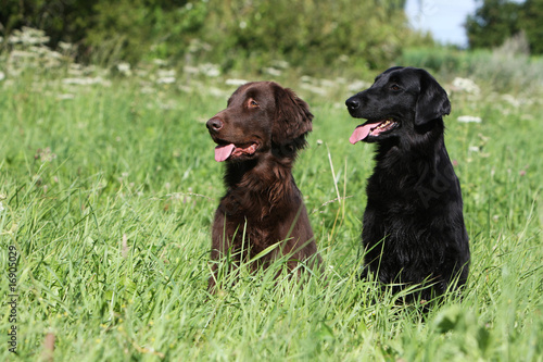 deux flat-coated retriever assis attendant un ordre