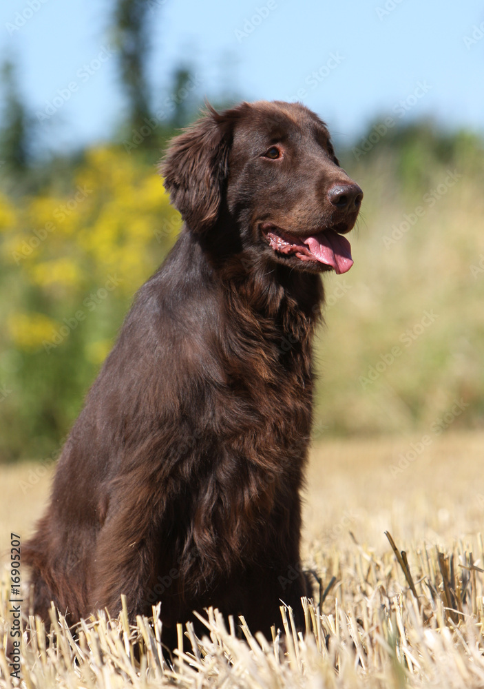 flat-coated retriever marron assis à la campagne Stock Photo | Adobe Stock