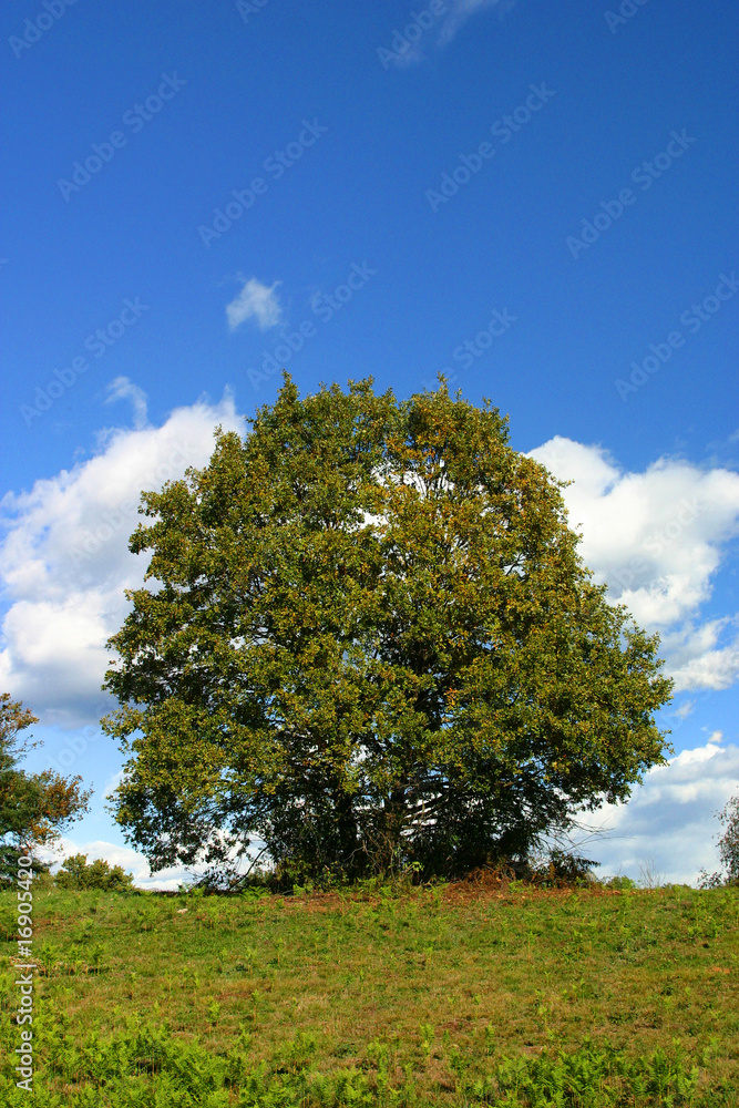 Obraz premium La quercia