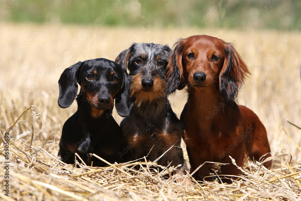 trois teckels de tailles, de couleurs et de poils différents trois teckels de tailles, de couleurs et de poils différents