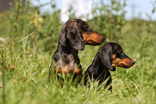 teckels de profil en campagne © Dogs