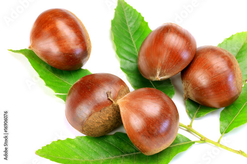 chestnut photo