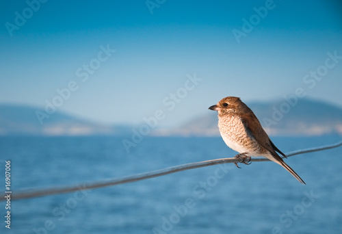 Sea sparrow on boat