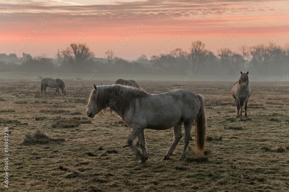 Chevaux en pâture à proximité de Saint-Valéry (Baie de Somme)
