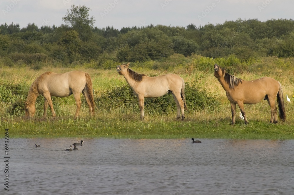 Naklejka premium Chevaux Henson (Baie de Somme)
