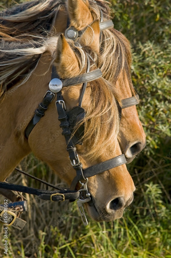Obraz premium Transhenson 2008 - Rassemblement du troupeau de chevaux Henson e