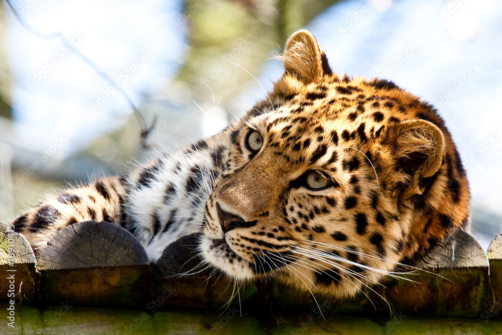 Obraz premium A Leopard Who Has Just Woken Up