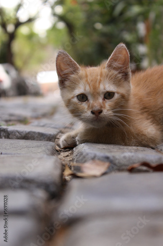 Kitten Street © Starbird Productions
