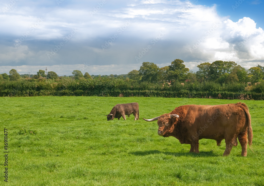 Highland Bulls