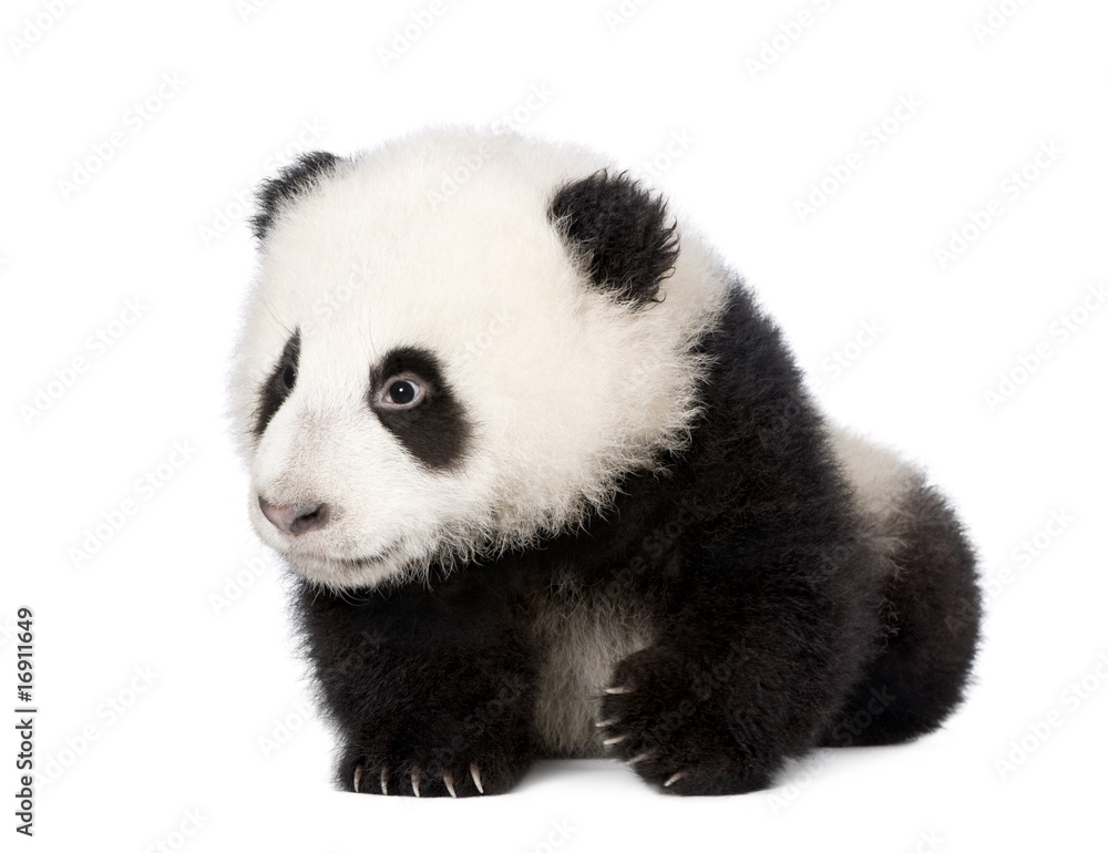 Obraz premium Giant Panda, 4 miesiące, na białym tle,