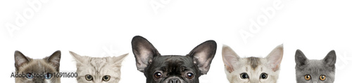 Dog head and cat heads in front of white background