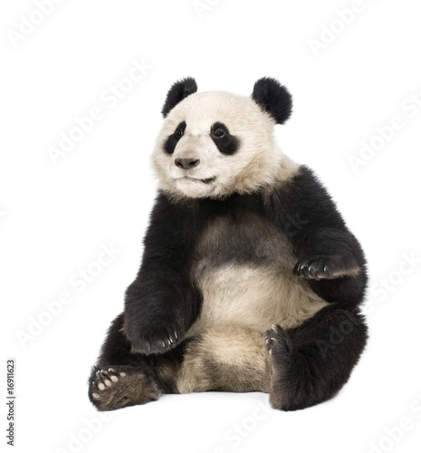 Giant Panda, 18 months old, in front of a white background,