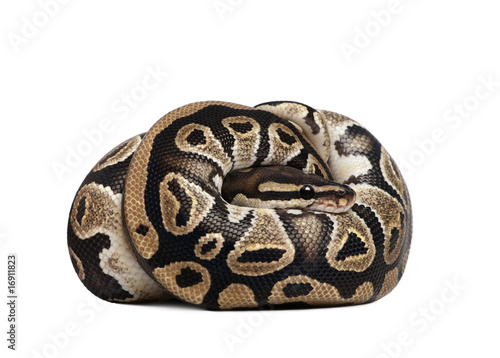 Young Python regius, curled up in front of a white background