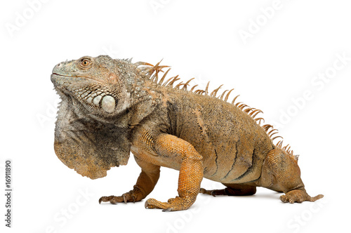 Side view of Green Iguana   in front of white background 