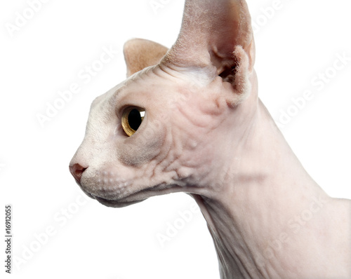 Side view of Sphynx cat, in front of white background