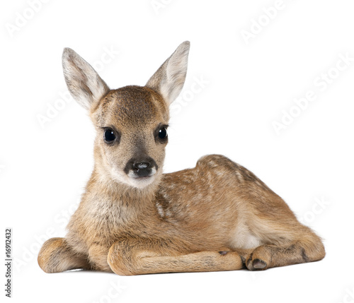 Portrait of Roe Deer Fawn, sitting against white background photo