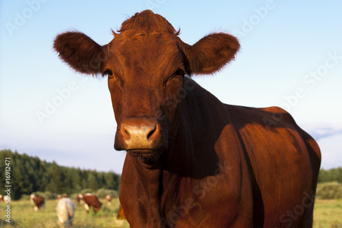 brown cow © mch67
