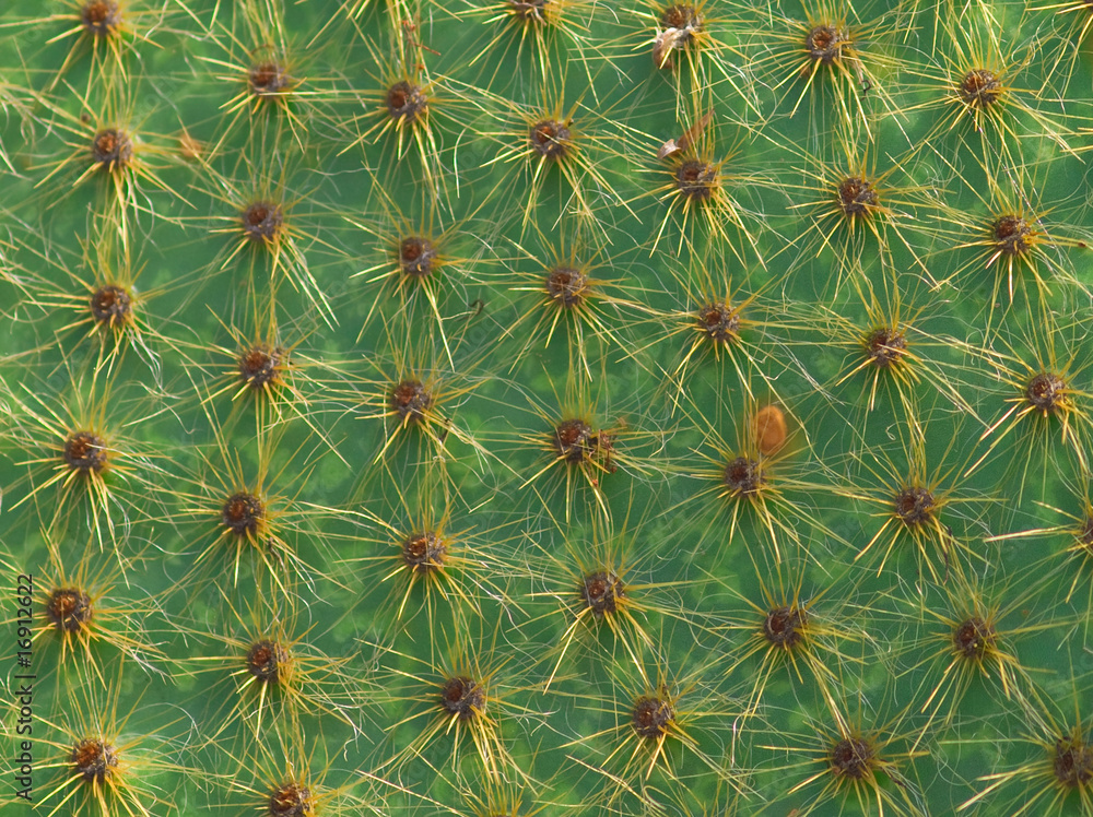 opuntia cactus background opuntia cactus background