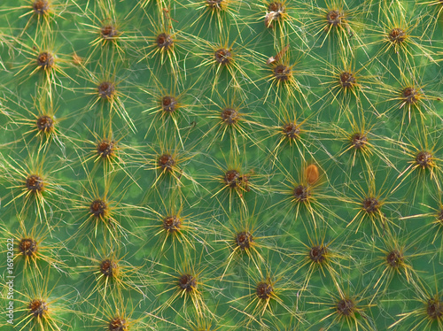 opuntia cactus background