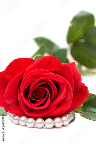 Red Rose and Perls on White