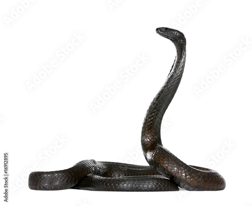 Side view of Egyptian cobra, against white background