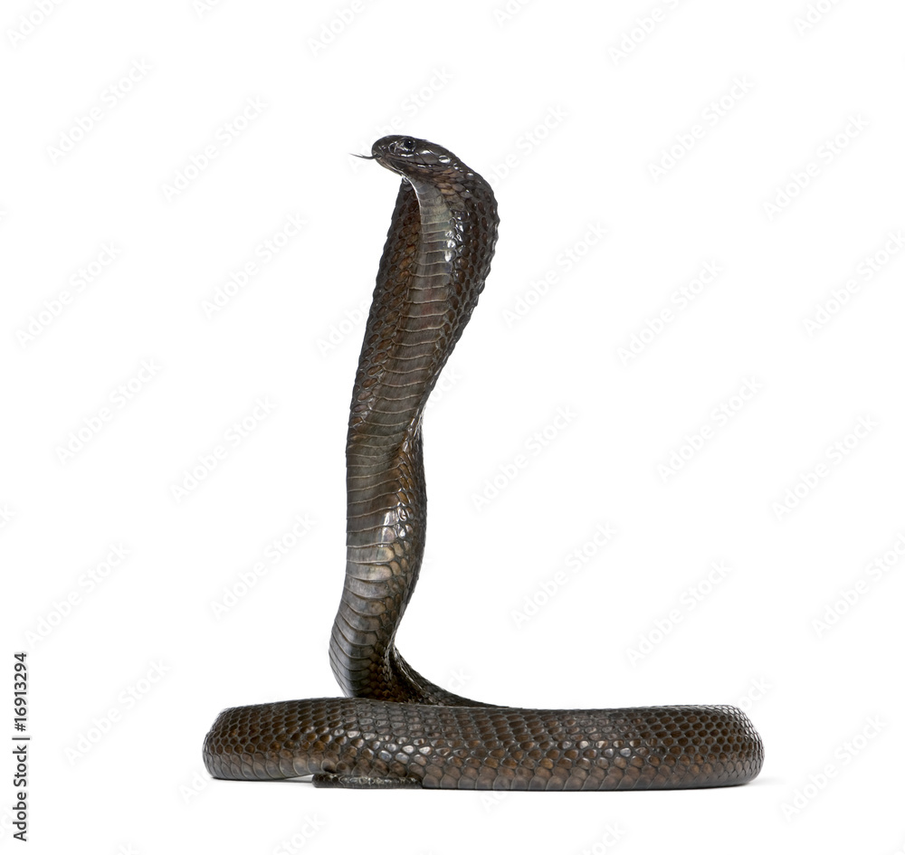 Fototapeta premium Side view of Egyptian cobra, against white background