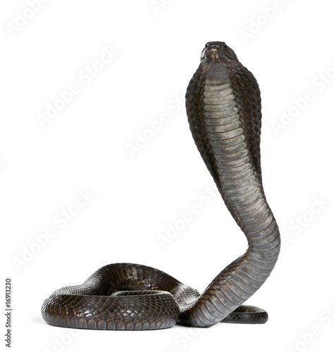 Portrait of Egyptian cobra, against white background
