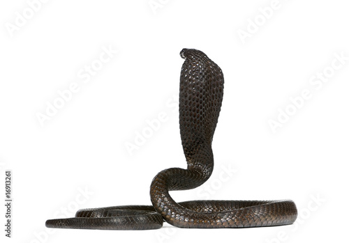 Rear view of Egyptian cobra, against white background