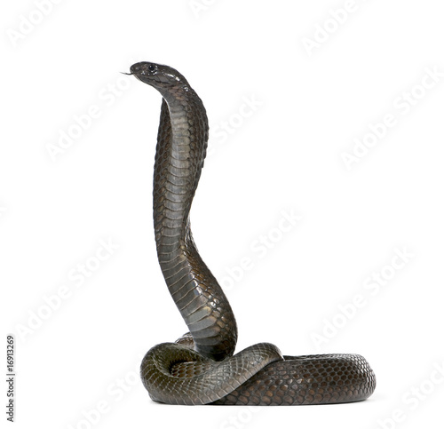 Egyptian cobra, against white background, studio shot