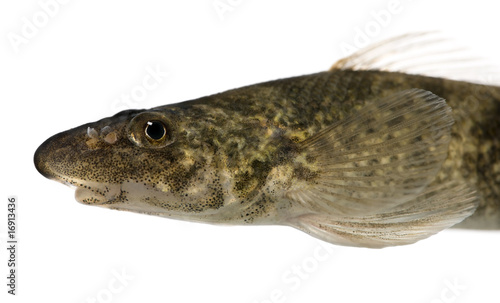 Side view of rhone streber fish, against white background