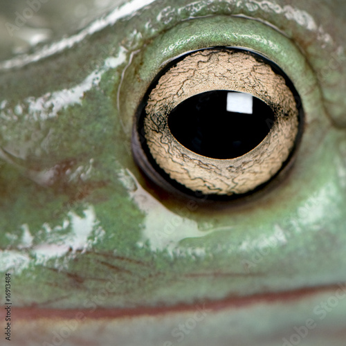 Close-up of Australian Green Tree Frog, Litoria caerulea