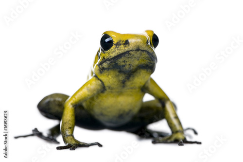 Golden Poison Frog, against white background, studio shot