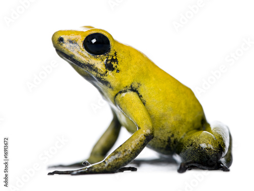 Side view of Golden Poison Frog, against white background