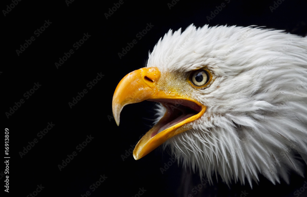 Fototapeta premium Cry