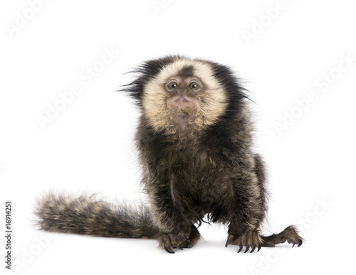 Young White-headed Marmoset, in front of white background