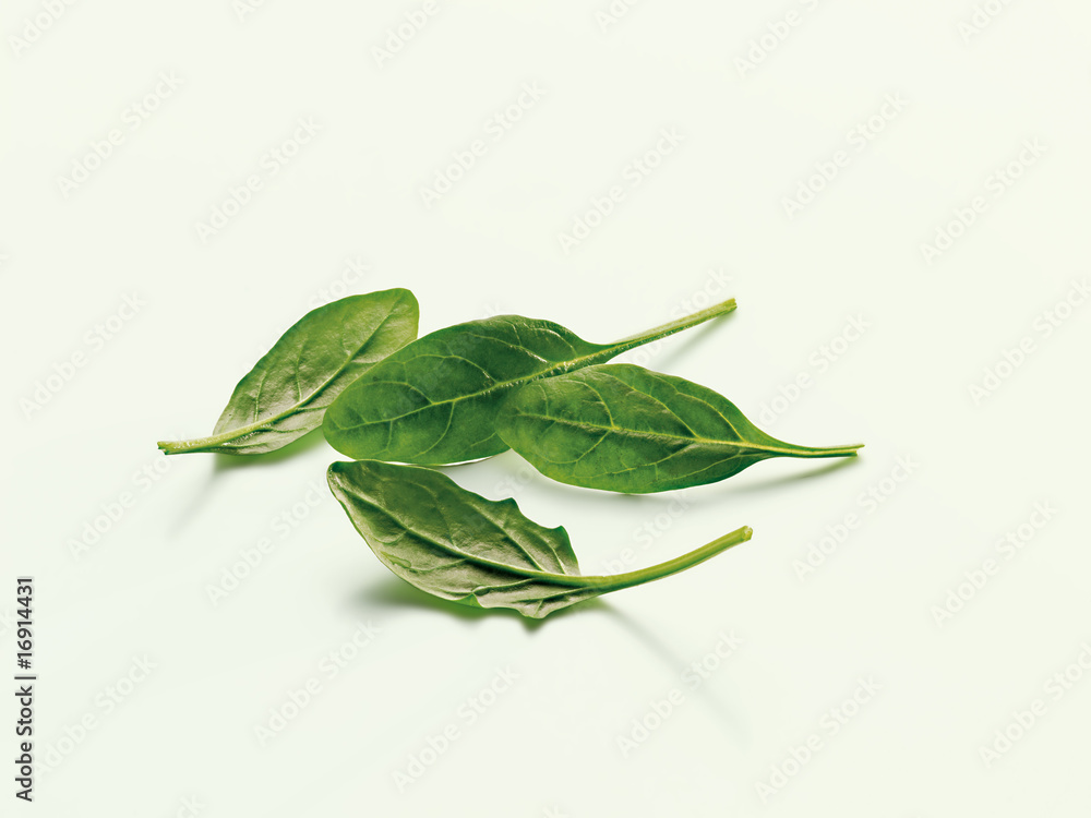 spinach (Spinat) spinach (Spinat)