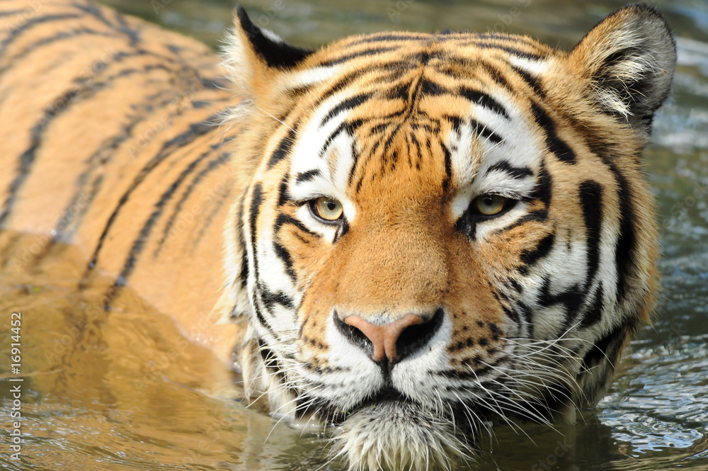 Naklejka premium Zoo 72