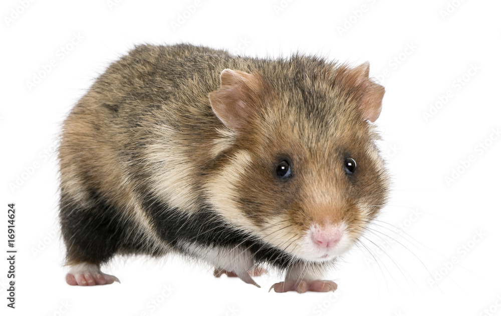 European Hamster against white background European Hamster against white background