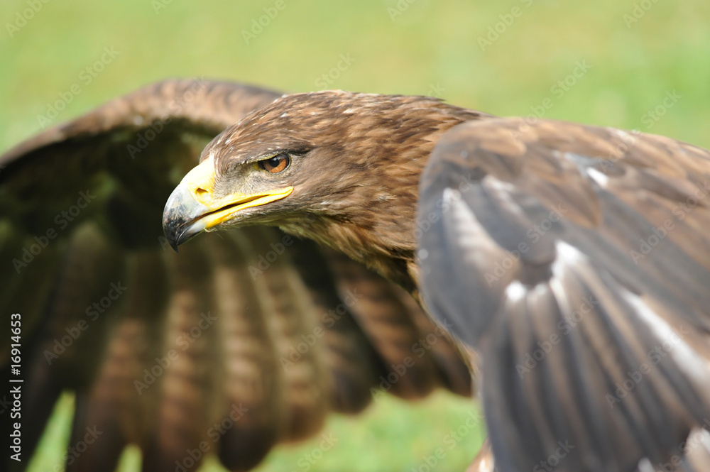 Obraz premium Raubvogel 13