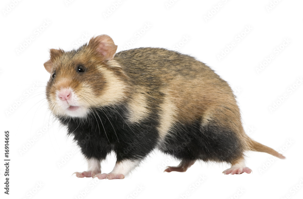 European Hamster, against white background, studio shot European Hamster, against white background, studio shot