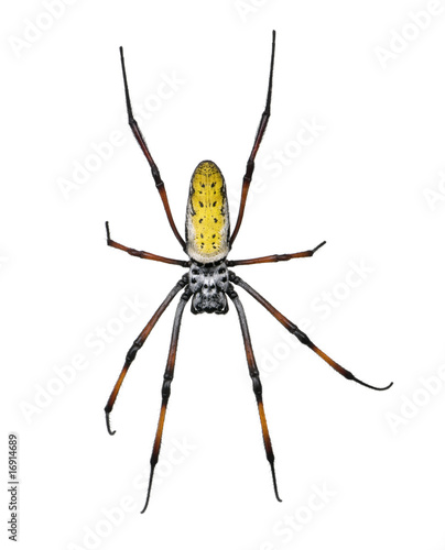 Golden orb-web spider, against white background, studio shot