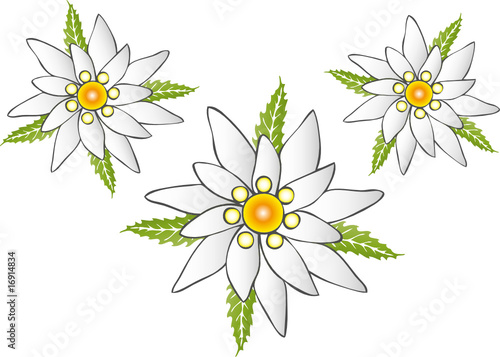 Oktoberfest, Edelweiss, Edelweiß, Blume, Blüte