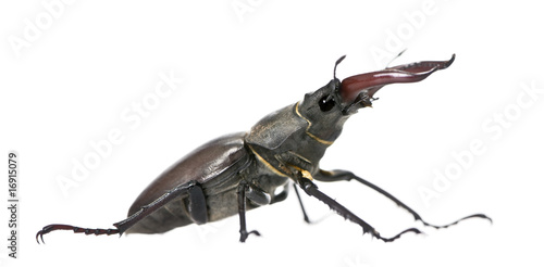 European Stag beetle, against white background