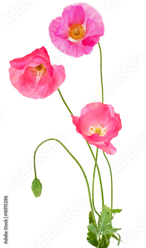 Fototapeta Naklejka Na Ścianę i Meble -  Poppy Flowers