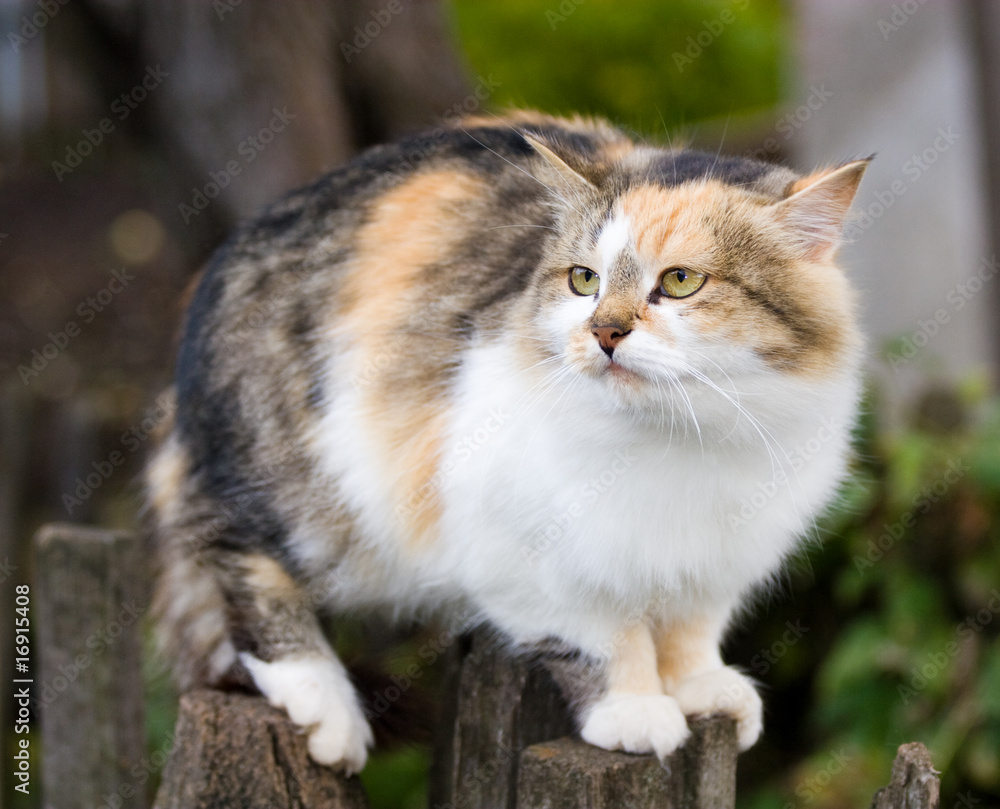 Fototapeta premium Cat