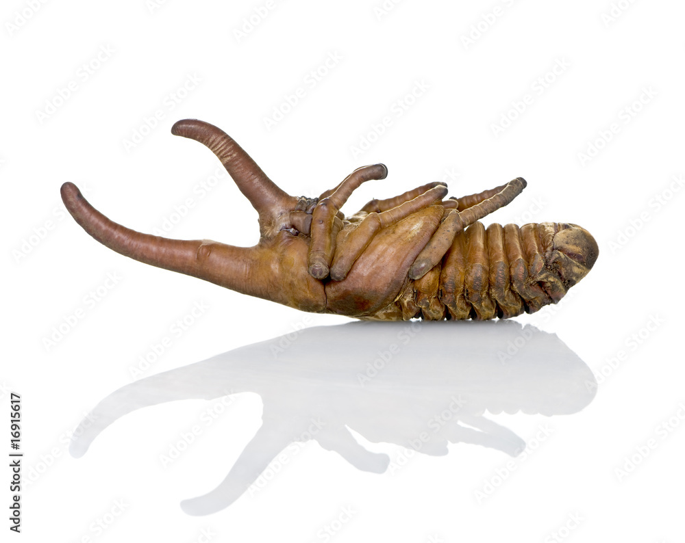 Fototapeta premium Nymph of Hercules beetle, against white background