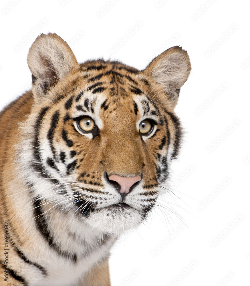 Close-up of Bengal Tiger in front of a white background